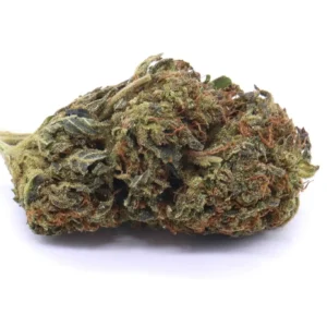 Black Cherry Soda Hybrid Flower