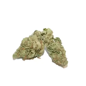 Lava Cake Hybrid Flower